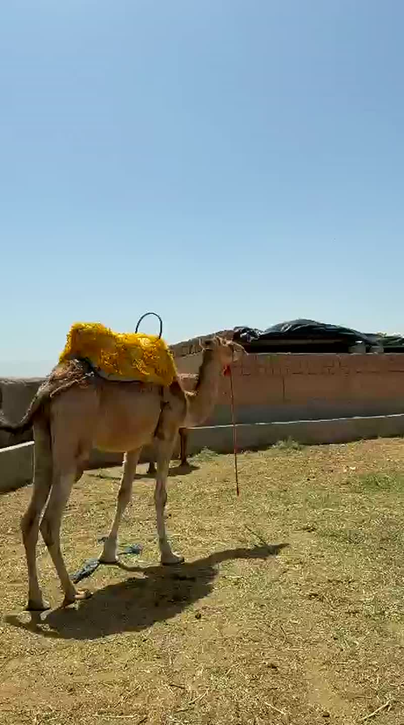 Balade à dos de dromadaire dans le désert d'Agafay